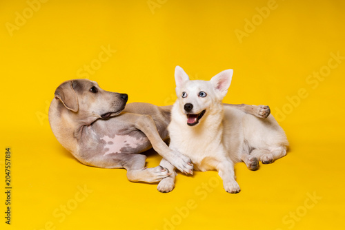 Obraz na płótnie Joyful Adopted Mixed Breed Puppies Celebrating New Life in Studio