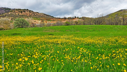 Field of meadow buttercups (Ranunculus acris) with bright yellow flowers blooming across grasslands and meadows, a common wildflower of temperate Europe and Eurasia.