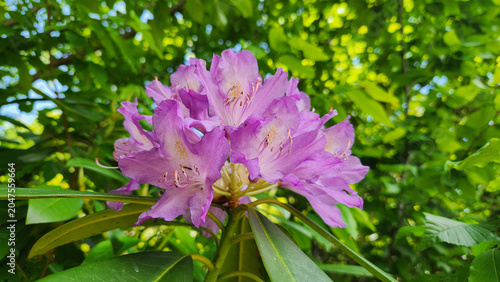 Foto Wild forest rose, Avu or Komar (Rhododendron ponticum), is a dense evergreen shrub native to the Black Sea region, producing striking purple flowers in moist forest habitats during spring