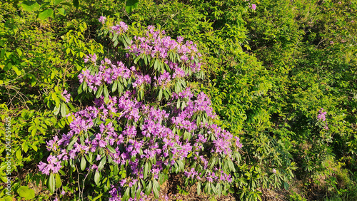 Foto Rhododendron ponticum, known as Komar or wild rhododendron, is a dense evergreen shrub native to the Black Sea region, producing striking purple flowers in moist forest habitats during spring