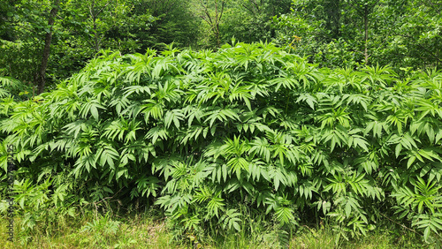 Bild auf Leinwand Sambucus ebulus (dwarf elder) is a perennial herb with compound leaves, white summer flower clusters, and black berries, commonly found in forest edges and roadside habitats