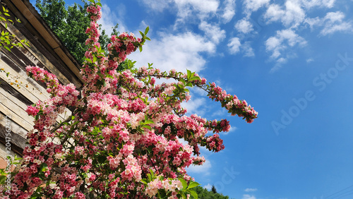 Foto Weigela, known as bridal wreath shrub, is a hardy ornamental plant producing abundant pink and white flowers in spring