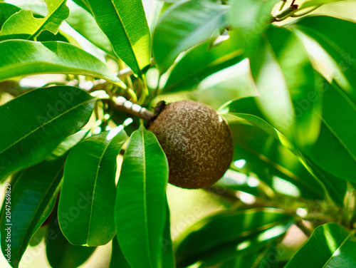 Fotografie Macro view of a brown sapodilla fruit nestled among lush green leaves in an outd