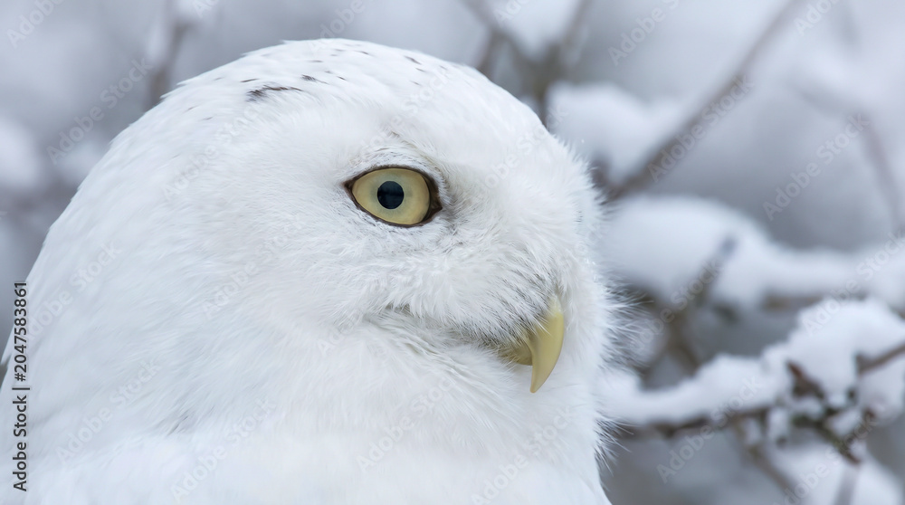 Fototapeta premium A close-up profile of a snowy owl's head against a blurred snowy background. Ideal for wildlife and nature content.