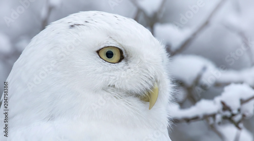 A close-up profile of a snowy owl's head against a blurred snowy background. Ideal for wildlife and nature content.