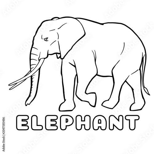 elephant vector illustration