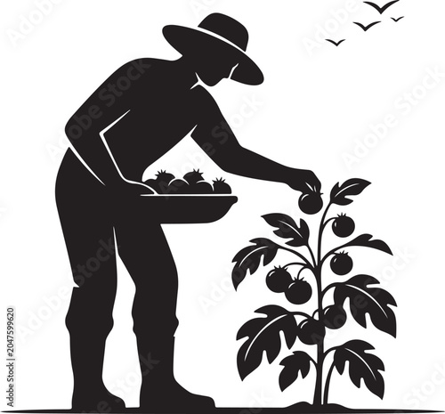 Man picking tomatoes from plant with tray of produce person
