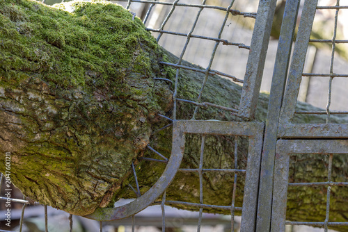 Vászonkép a close detail of a thick tree trunk covered in moss that has organically grown
