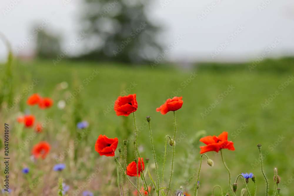 Fototapeta premium red poppy flowers