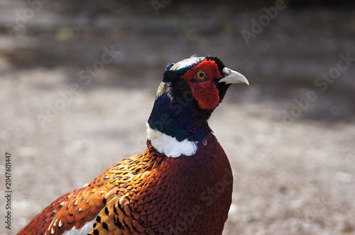 Male Common Pheasant (Phasianus colchicus) in close up