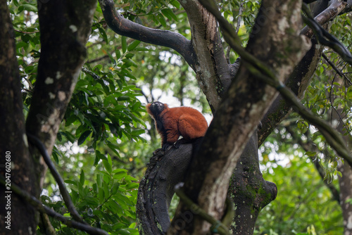 Photography Infant monkey clinging to adult primate among tropical tree branches