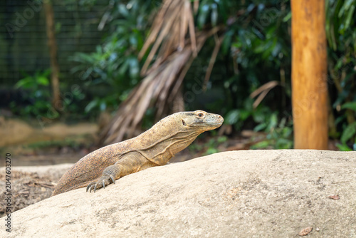 Valokuva Lizard resting on rock in naturalistic zoo habitat