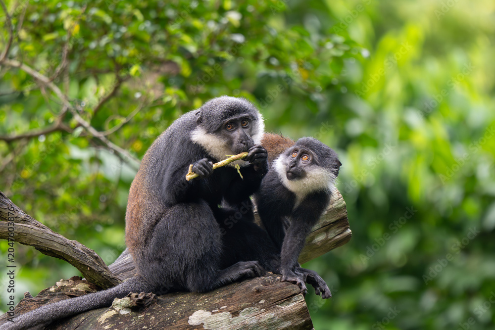 Fototapeta premium Two black langurs interacting on tree branch in zoo habitat