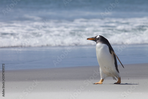 Gentoo Penguin walking on the beach in the Falklands Islands
