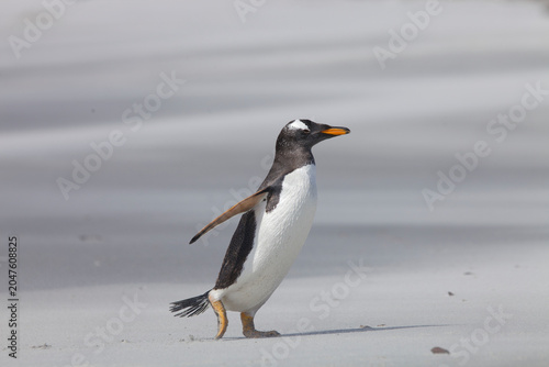 Gentoo Penguin walking on the beach in the Falklands Islands