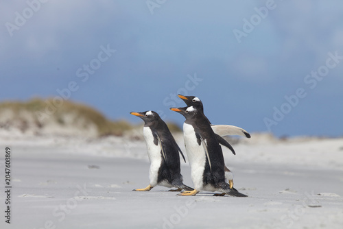 Obraz na plátne Gentoo Penguins walking on the beach in the Falklands Islands