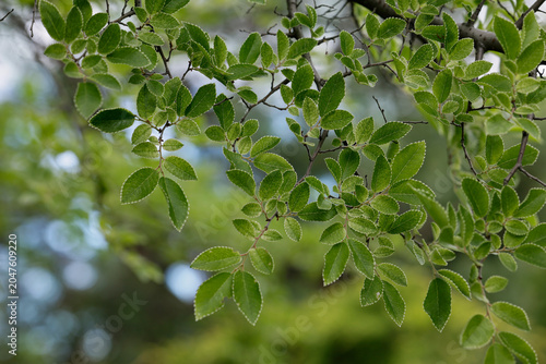 Canvas-taulu Young leaves of Ulmus Parvifolia, small-leaved elm tree
