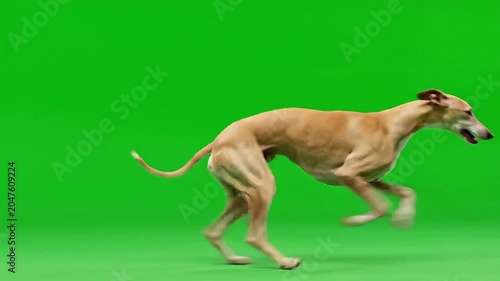 Elegant sighthound dog in full stride against a vibrant green screen backdrop