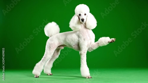 Elegant white poodle striking a playful pose against a vibrant green backdrop.