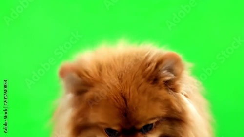 Fluffy Pomeranian dog looking down curiously against a vibrant green background