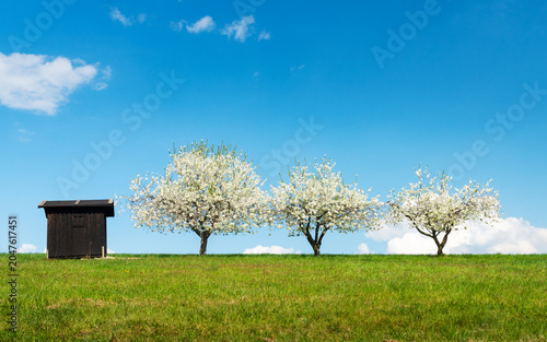 Field with rows of cherry trees