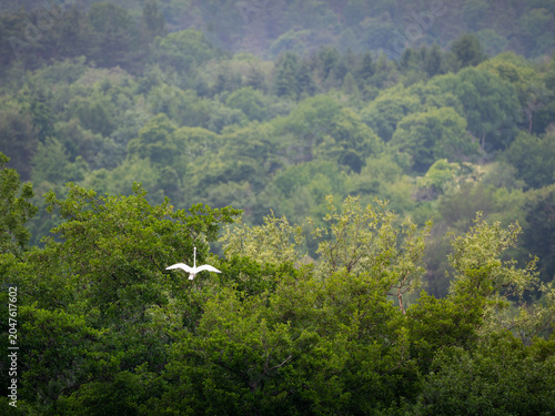 Great White Egret landing in the top of a tree