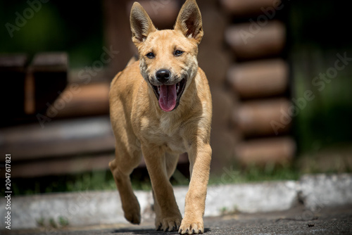Принти на полотні Happy ginger puppy with big pointy ears walking forward