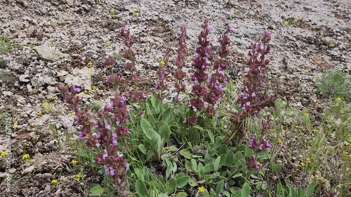 Salvia multicaulis (Kürt reyhanı), a drought-tolerant perennial sage with purple flowers and grey-green hairy leaves, growing on rocky gypsum soils around Tödürge Lake in Sivas, Turkey.