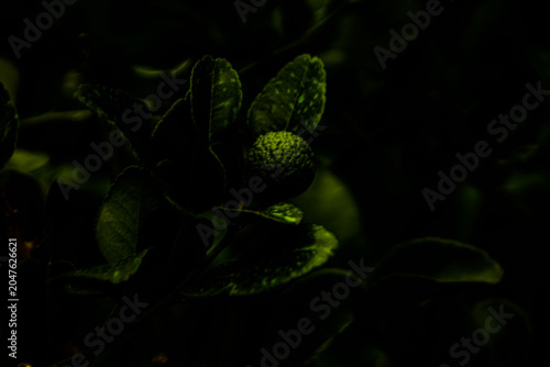 tropical plant in the rain