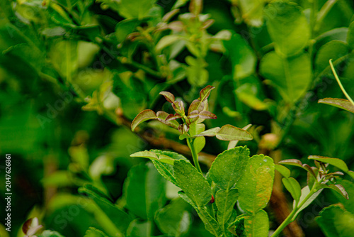 green leaves in the garden