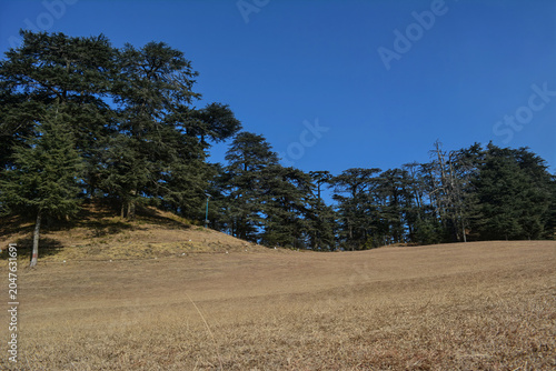Sun-drenched field of dry, golden-brown grass stretches toward a line of lush green trees on a gentle hill creates a stark contrast between the dried landscape and forest perfect for seasons, nature