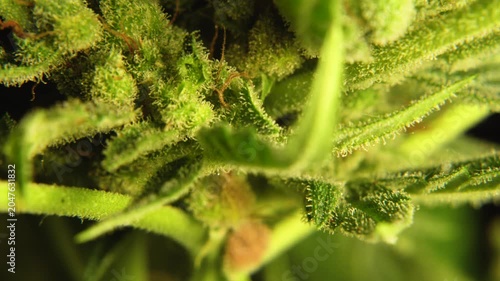 Macro pan shot of feminine Cannabis plant Trichomes on Flowers Buds on Black Background