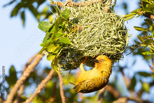 Tableau sur toile Male Cape Weaver (Ploceus capensis) building nest at sunset  in montane forest,