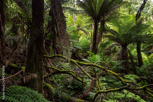 Cool temperate rainforest at Badger Weir, in the Yarra Ranges National Park, Victoria, Australia. With mossy Myrtle Beech trees and lush tree ferns.