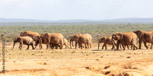 Tableau sur toile African Elephant (Loxodonta africana) herd crossing dry mudflats at sunset, Addo