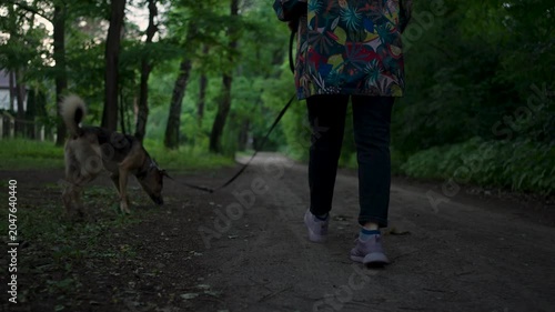 A woman walking her dog on a leash along a quiet suburban path with lush green trees and nature