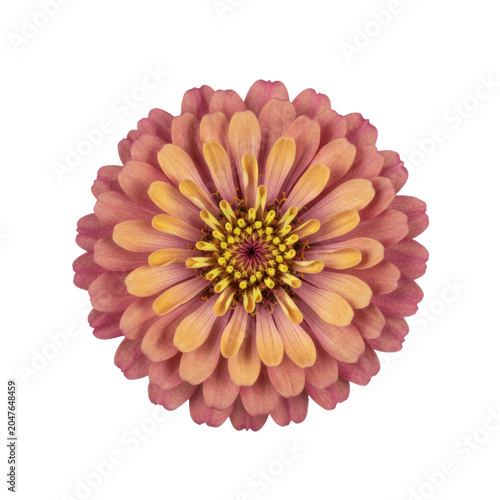 Pink Zinnia Flower Bloom Isolated on Transparent Background, Detailed Botanical Macro