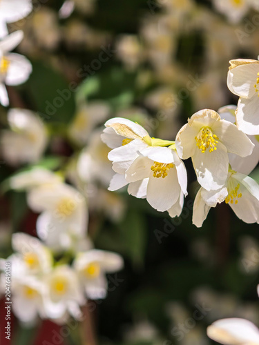 Close Up Of White Mock Orange Flowers