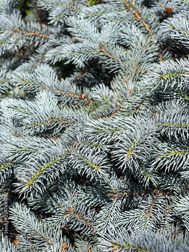 Blue Spruce Branches Creating Evergreen Texture Background