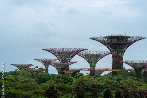 Supertree Grove rising above lush greenery in Singapore