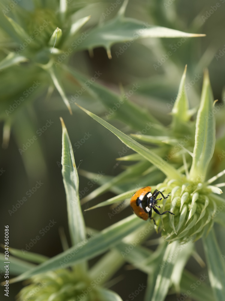 Obraz premium Ladybug crawls on green plant leaves under sunlight in a garden setting during the day