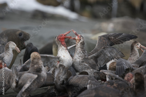 Fotografía Giant Petrels fighting over a carcass on South Georgia Island