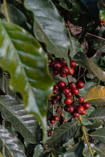 Detalhe de plantação de café, folhas verdes e fruto de café arábica vermelho