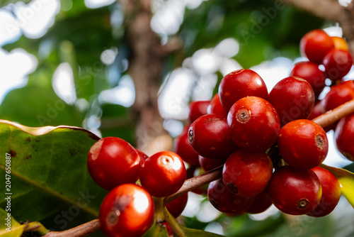 Obraz na plátně Close de ramos de café com foco nos frutos maduros.