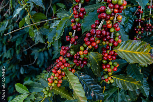 Photos Frutos de café biológico crescendo naturalmente no pé, agricultura familiar