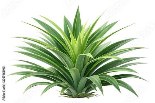 Fresh Green Pandan Plant Bush Front View Isolated on White Background – High-Resolution Hyper-Realistic Pandanus Amaryllifolius Leaf Bundle for Culinary, Flavoring, Sweet Desserts, and South Asian Coo
