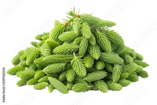 Pile of Fresh Young Green Spruce Shoots Isolated on White Background – High-Resolution Hyper-Realistic Conifer Pine Buds for Herbal Tea, Culinary, and Natural Wellness Graphic Design