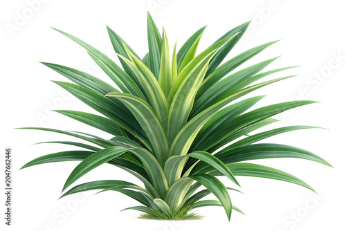 Fresh Green Pandan Plant Bush Front View Isolated on White Background – High-Resolution Hyper-Realistic Pandanus Amaryllifolius Leaf Bundle for Culinary, Flavoring, Sweet Desserts, and South Asian Coo