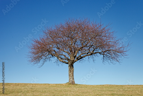 Bild auf Leinwand Arbre solitaire dans un champ en hiver