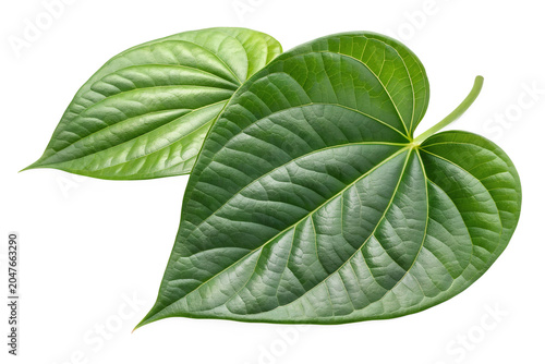Two Fresh Green Betel Leaves Overlapping Front View Isolated on White Background – High-Resolution Hyper-Realistic Piper Betle Leaf Composition for Cultural, Medicinal, and Paan Product Graphic Design